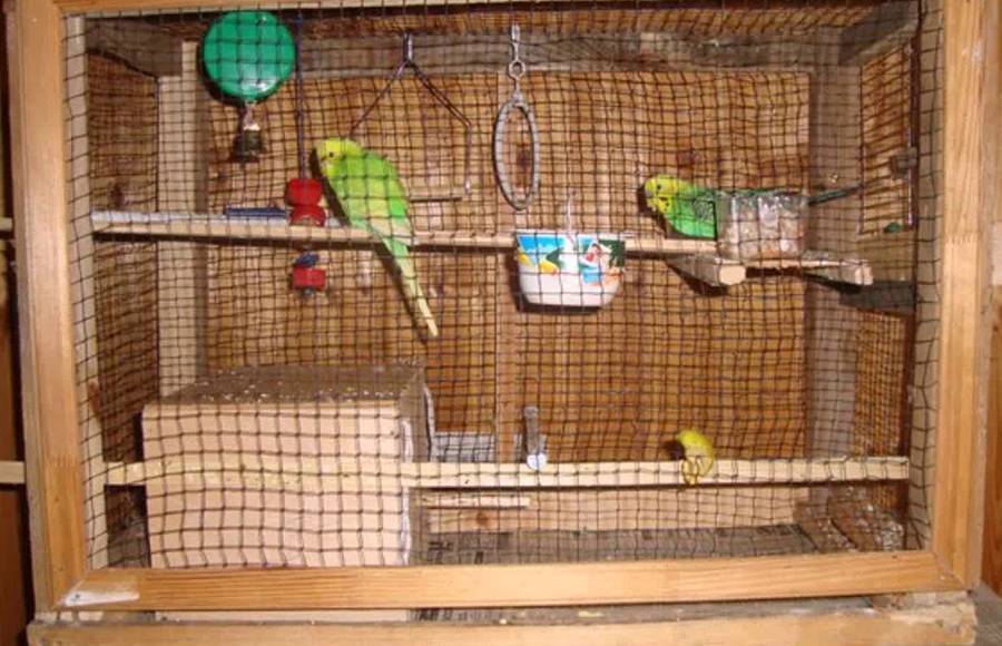 Делаем клетку для попугая своими руками – инструкция и видео