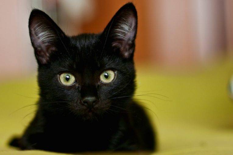 Оригинальные клички для таинственных черных котят