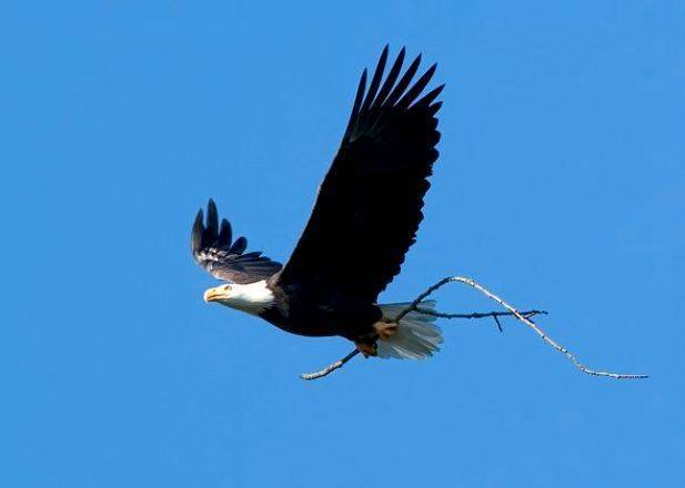 Белоголовый орлан:описание,фото,среда обитания | divo.site