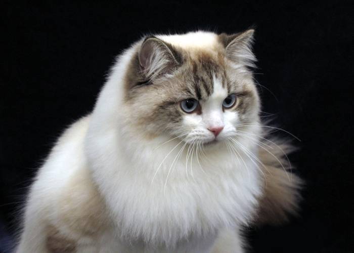 Кошка рагамаффин: внешний вид и характер, требования по уходу и содержанию