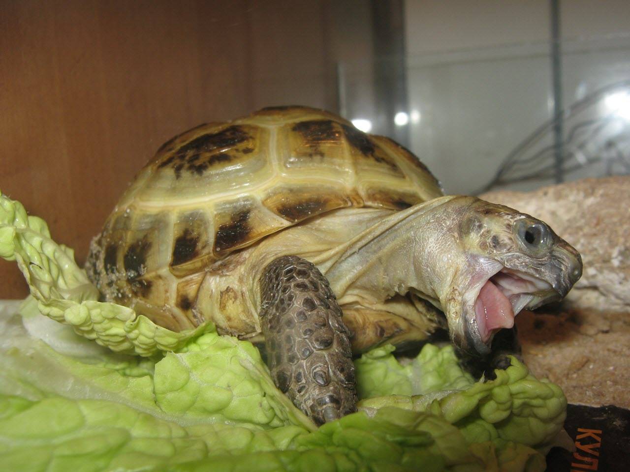 Уход за сухопутной черепахой в домашних условиях | блог ветклиники "беланта"