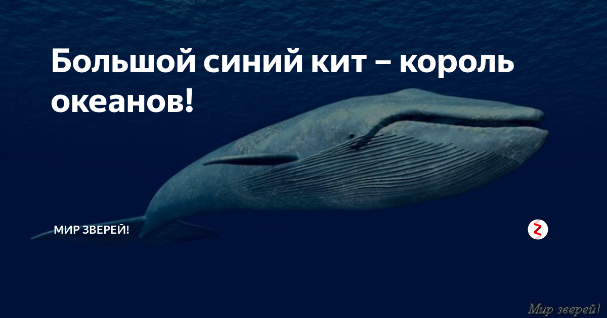 Большой синий кит – гигант планеты земля. описание и фото синего кита