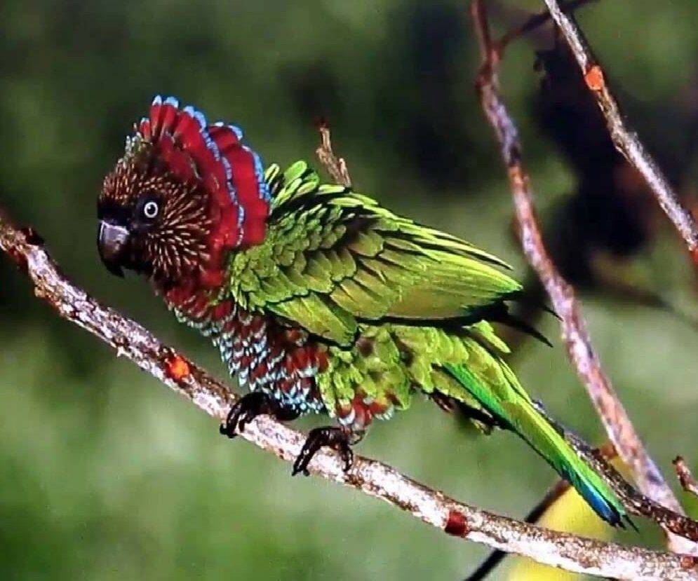 Самые красивые попугаи на фото