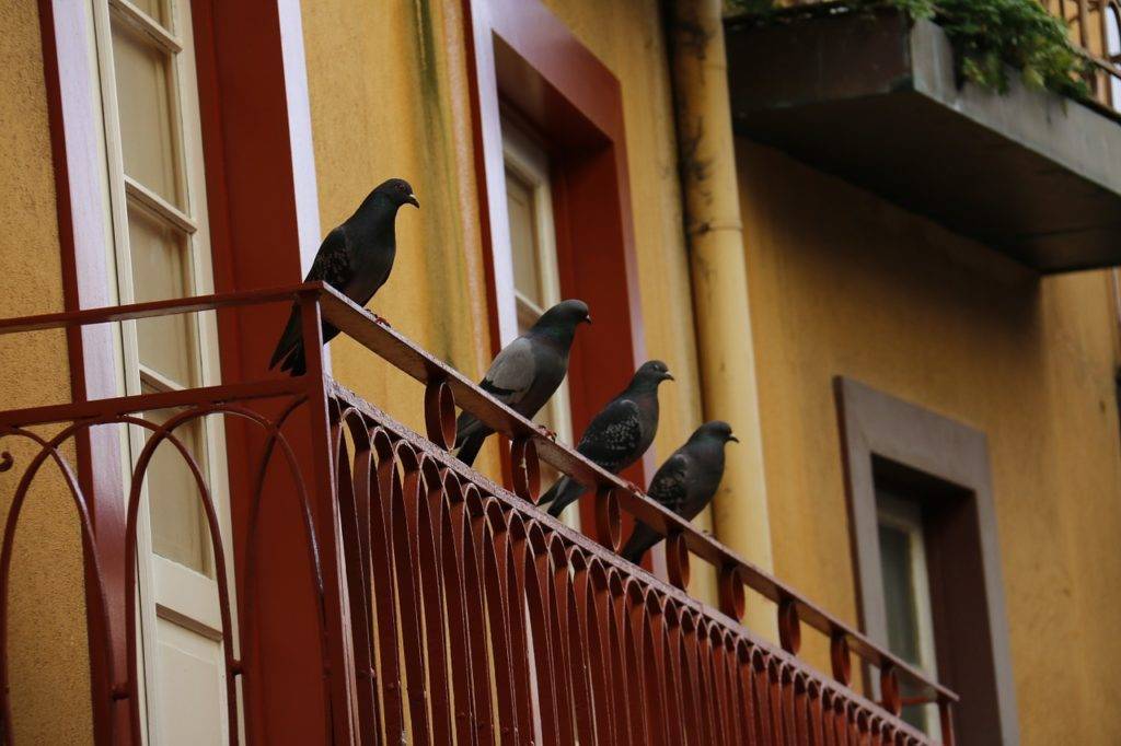 Народные приметы и суеверия о голубях на балконе