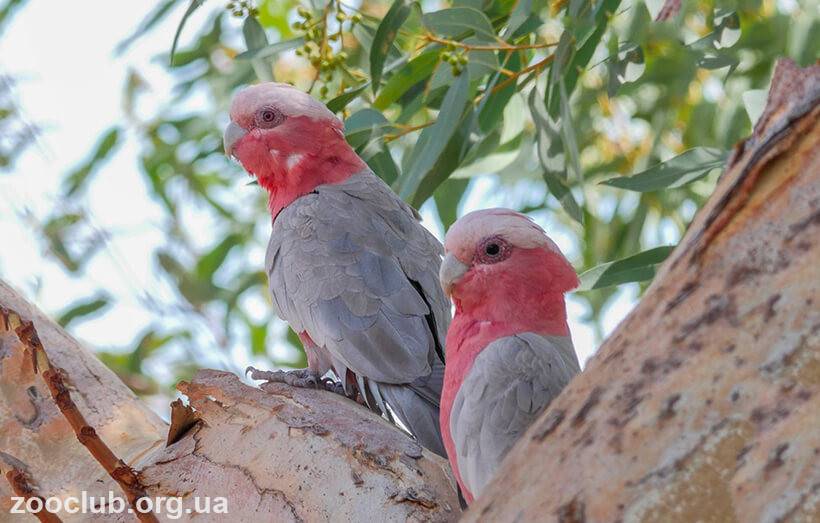 Розовый какаду : фото, видео, содержание и размножение