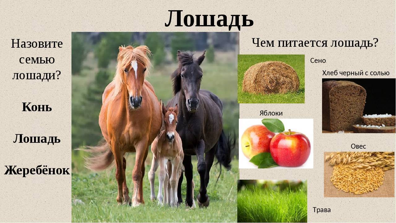 Как кормить лошадь: 15 шагов (с иллюстрациями)