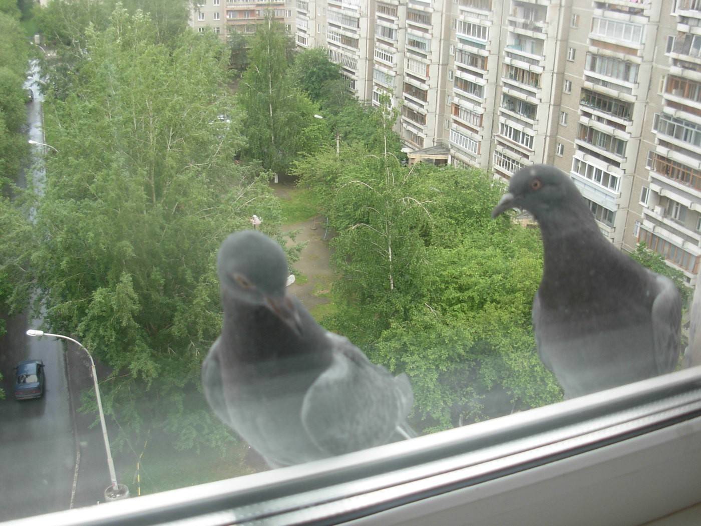 Народная примета, если голубь залетел на балкон