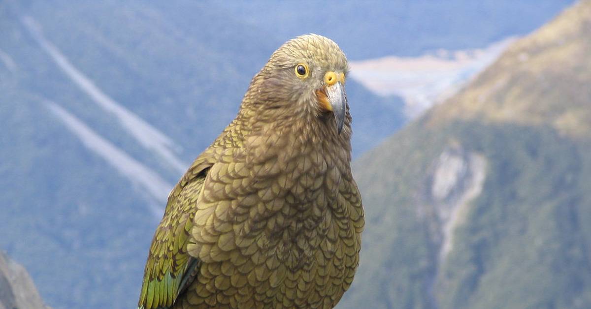 Кеа: описание, фото хищного попугая, как охотится на овец, интеллект и особенности птицы из новой зеландии