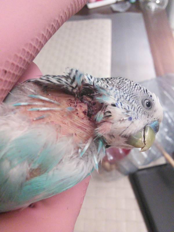 Почему выпадают перья у волнистого попугая