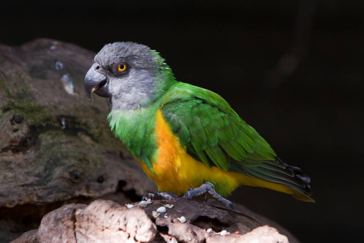 Сенегальский попугай: разновидности, фото, особенности содержания