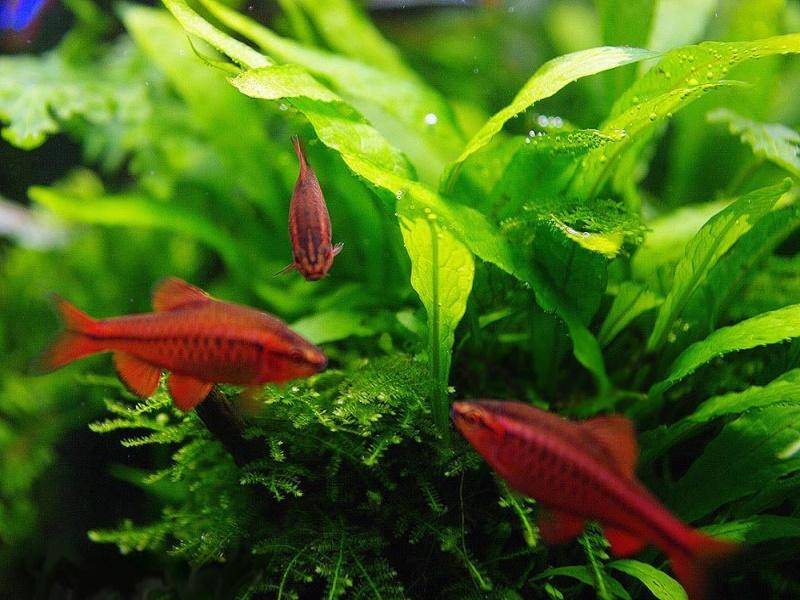 Вишнёвый барбус - фото, описание, содержание, питание, размножение - рыбы