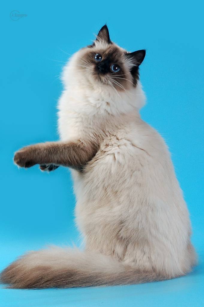 Невская маскарадная кошка: фото и описание породы