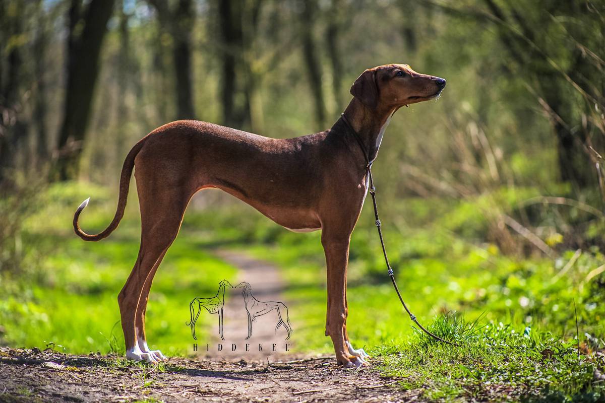 Характеристики породы собак азавак: здоровье и продолжительность жизни