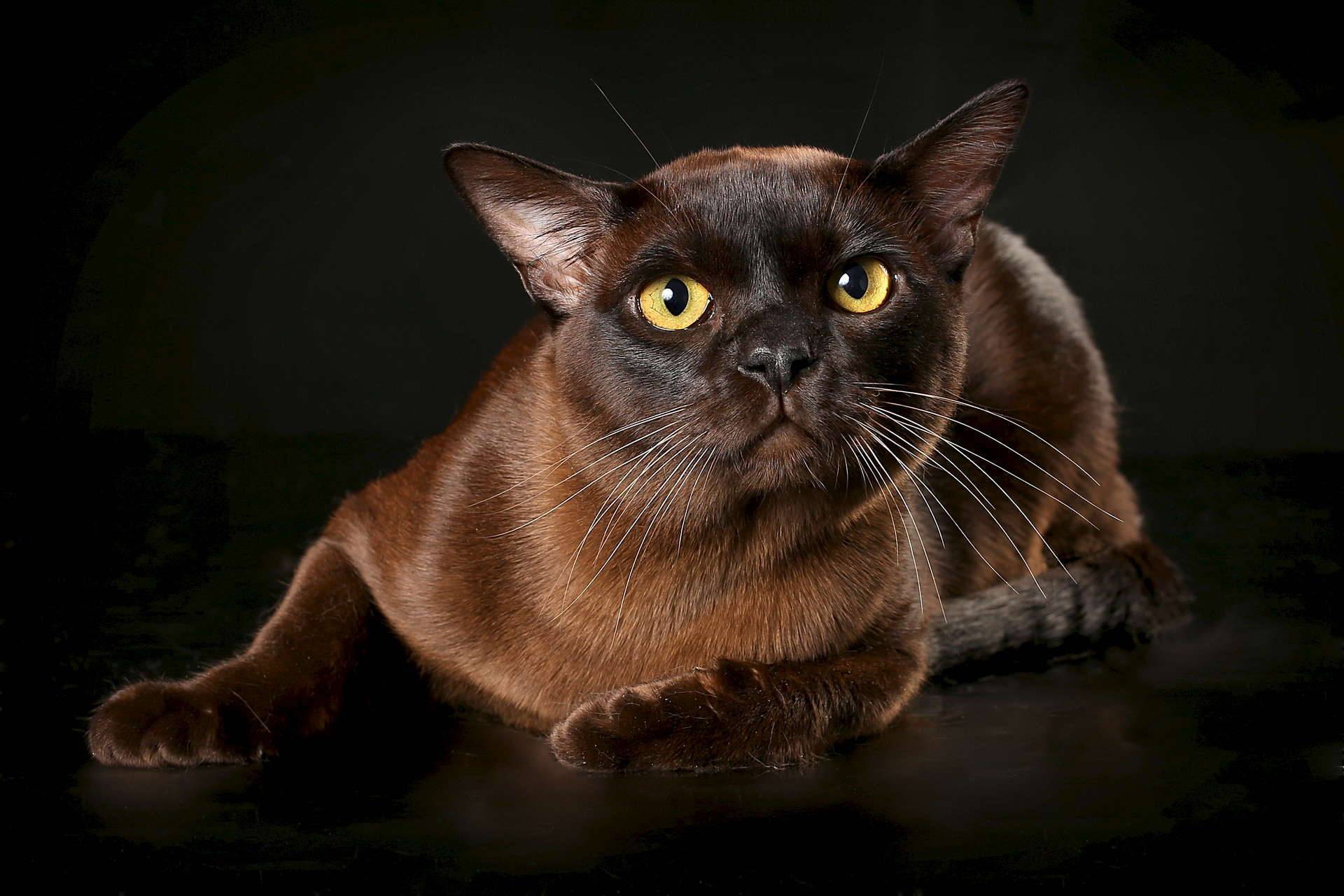 Европейская бурманская кошка: описание породы, фото