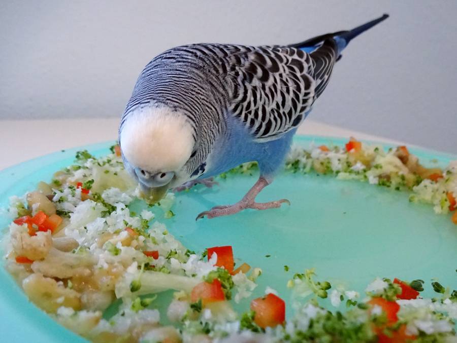 Чем кормить волнистого попугая в домашних условиях - сколько корма ему нужно