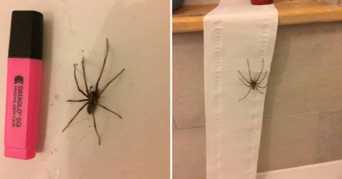 Как избавиться от пауков в частном доме доступными средствами