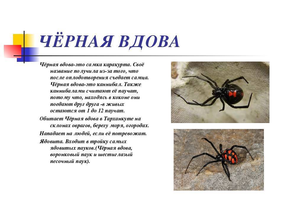 Паук чёрная вдова: ядовитый хищник. укус паука черная вдова: первая помощь и дальнейшее лечение
