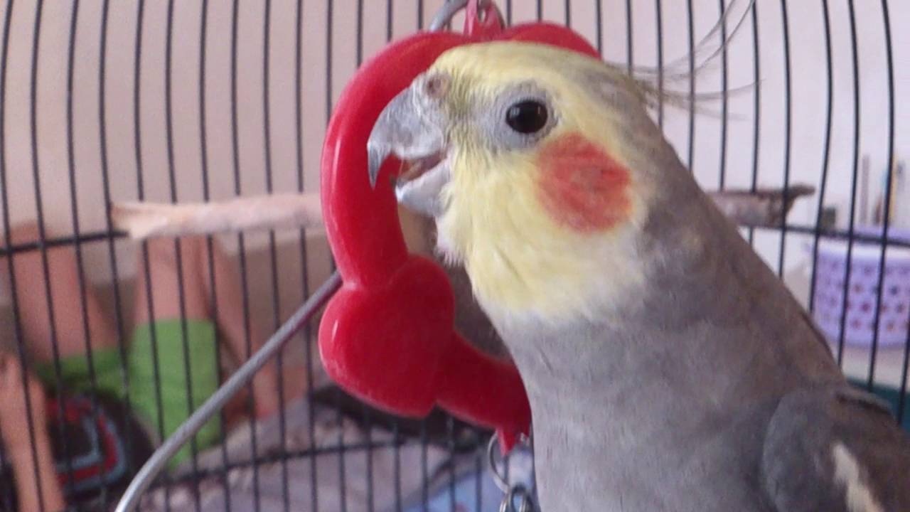 Попугай корелла видео
