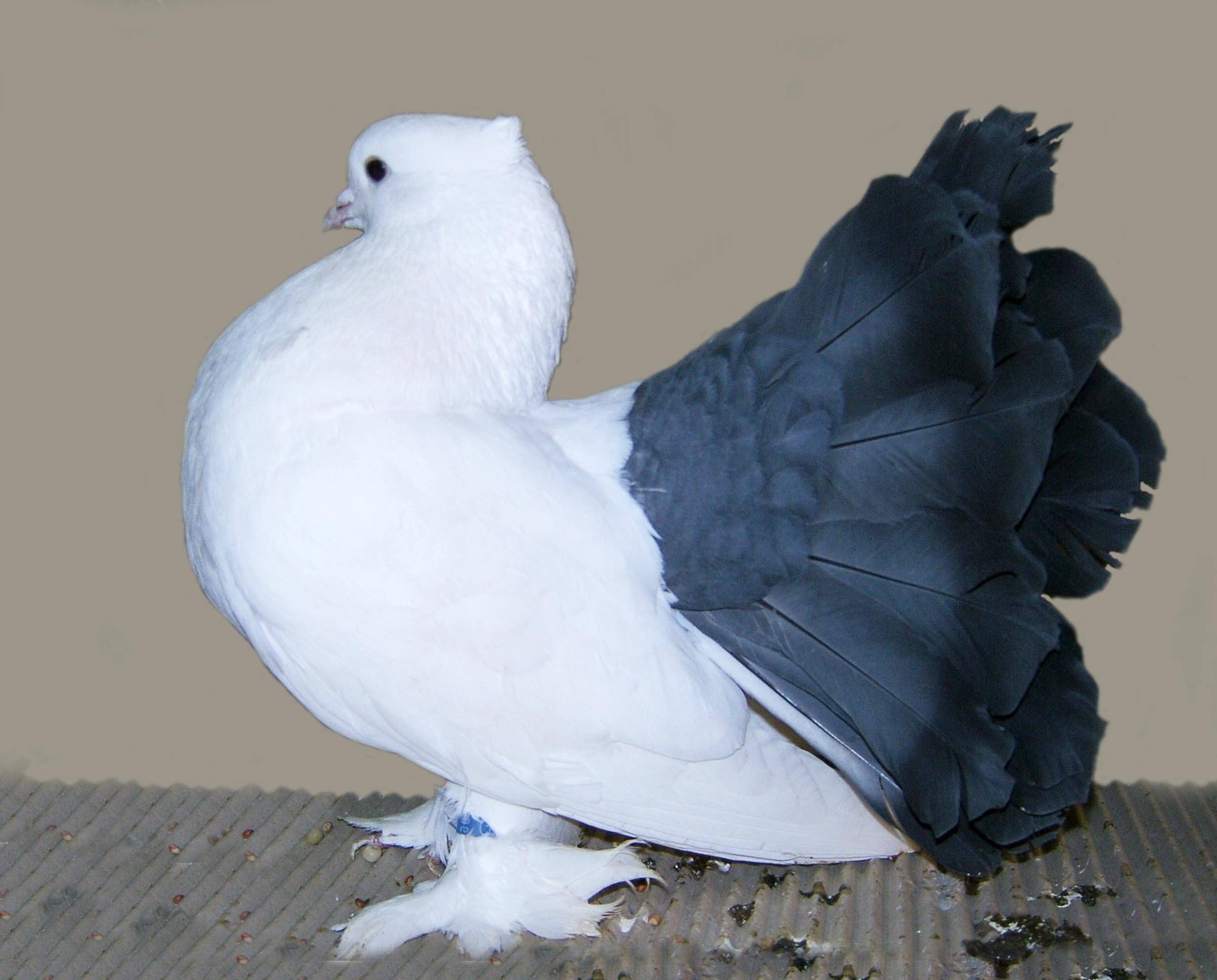 Белый голубь: породы и что значит, если залетел во двор