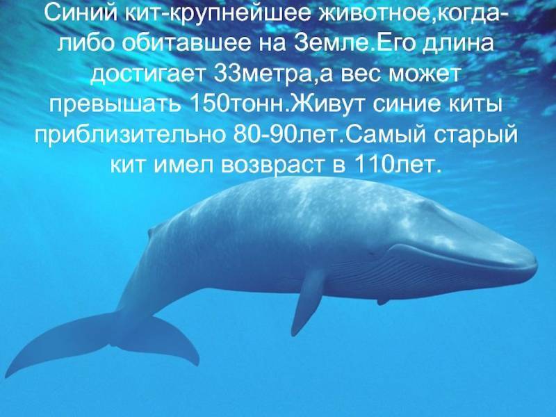 Топ 10 самых больших китов в мире