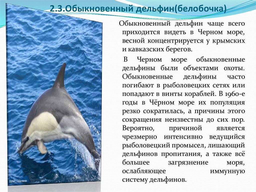 Белуха (delphinapterus leucas): фото, интересные факты