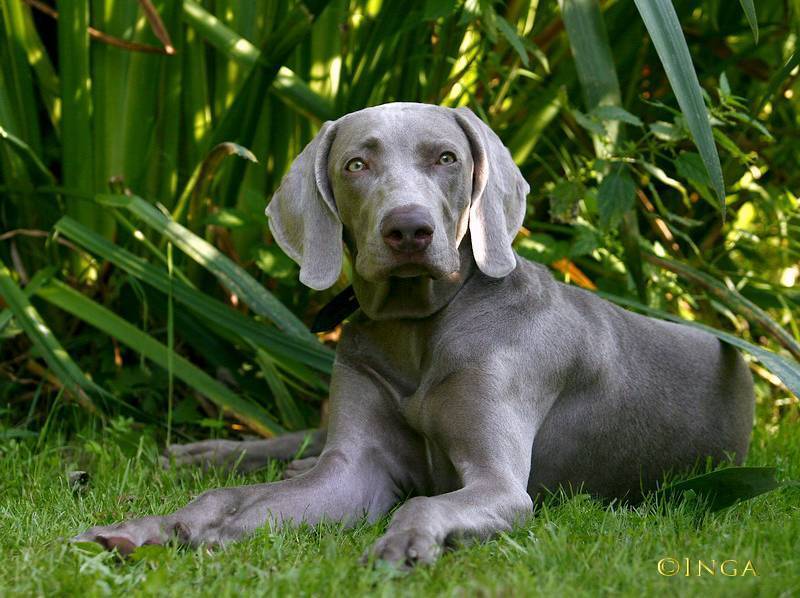 Веймаранер: описание породы, характер и размеры собак