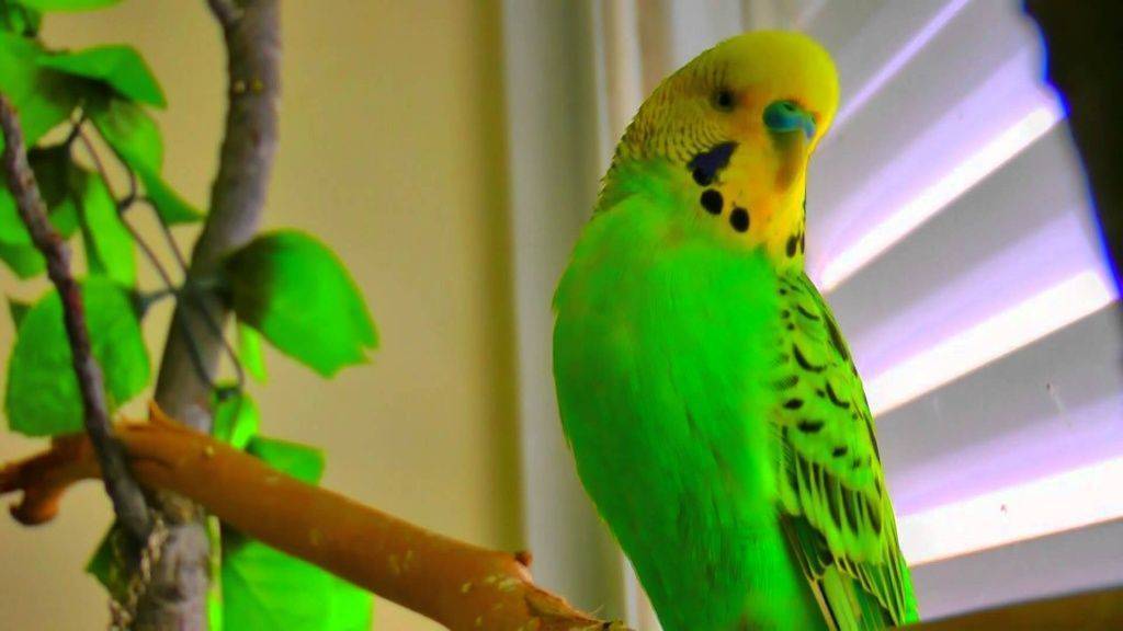 Как научить говорить попугая (волнистого или корелла) за 1 день + видео