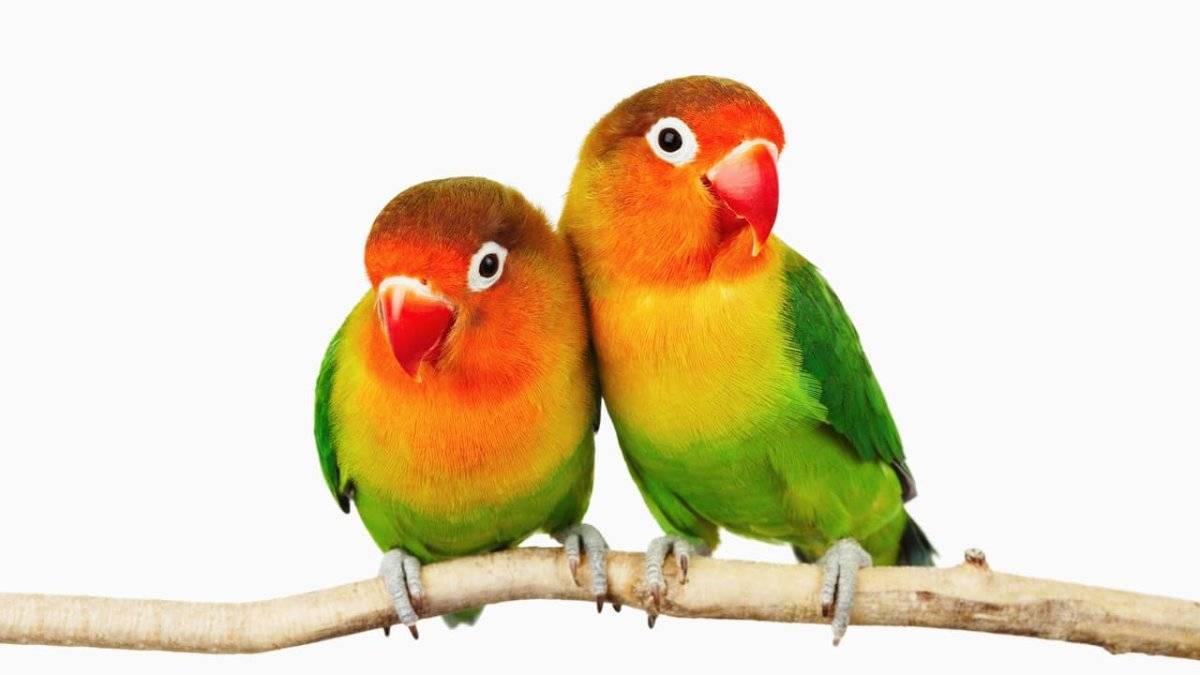 Разговаривают ли попугаи неразлучники - как научить говорить попугайчика