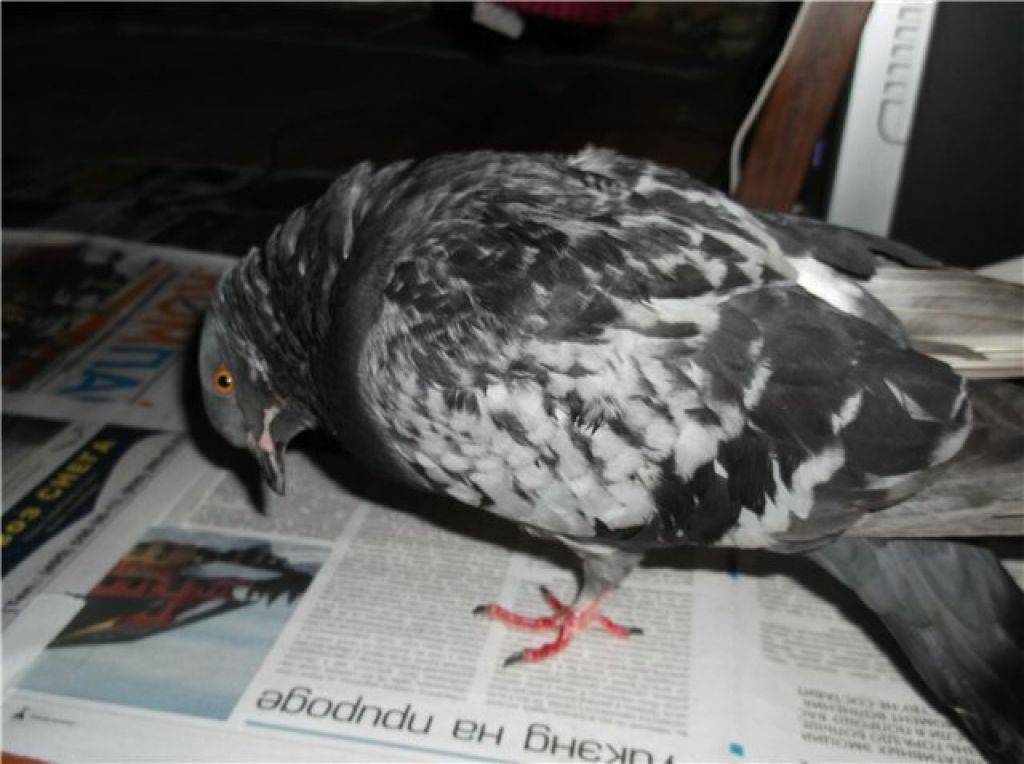 Болезнь ньюкасла у голубей: симптомы и лечение
