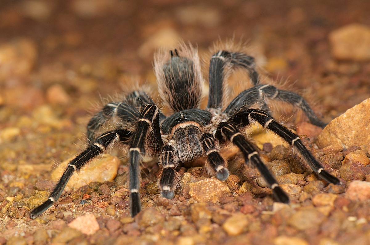 Южнорусский тарантул, или мизгирь | мир животных и растений