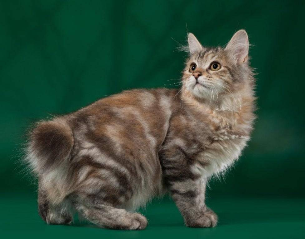 Американский бобтейл: описание породы, фото кошки, короткошерстные, длинношерстные, уход и чем кормить