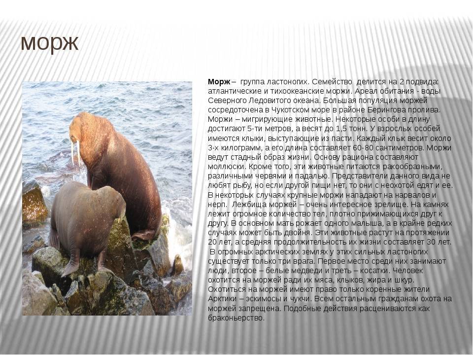 Морж крючком схема и описание