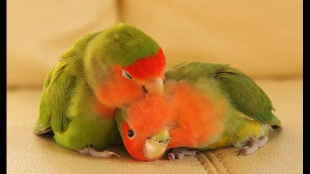 Неразлучники – одни из самых верных попугаев | golubevod.net