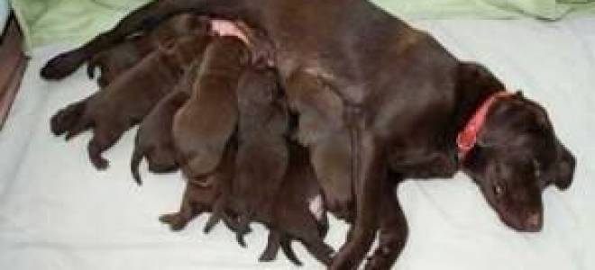 Беременность у собаки: срок, этапы по неделям, симптомы