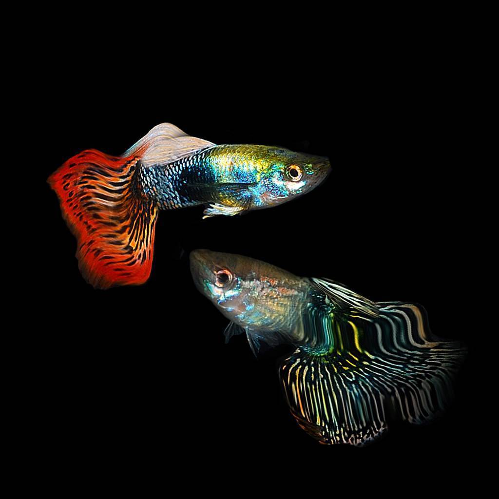 Гуппи — красивая и неприхотливая рыбка | pet7