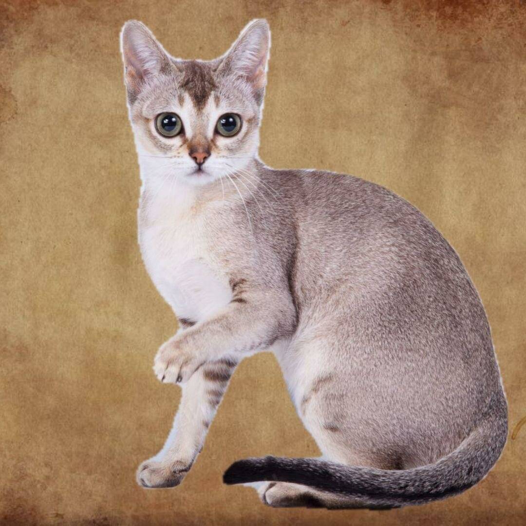 Персидская кошка: описание породы и характера, фото
