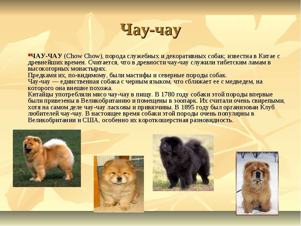 Чау-чау - порода собак, характеристики, особенности, уход
