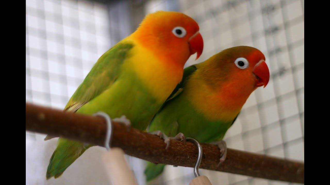 Уход и содержание попугаев неразлучников в домашних условиях