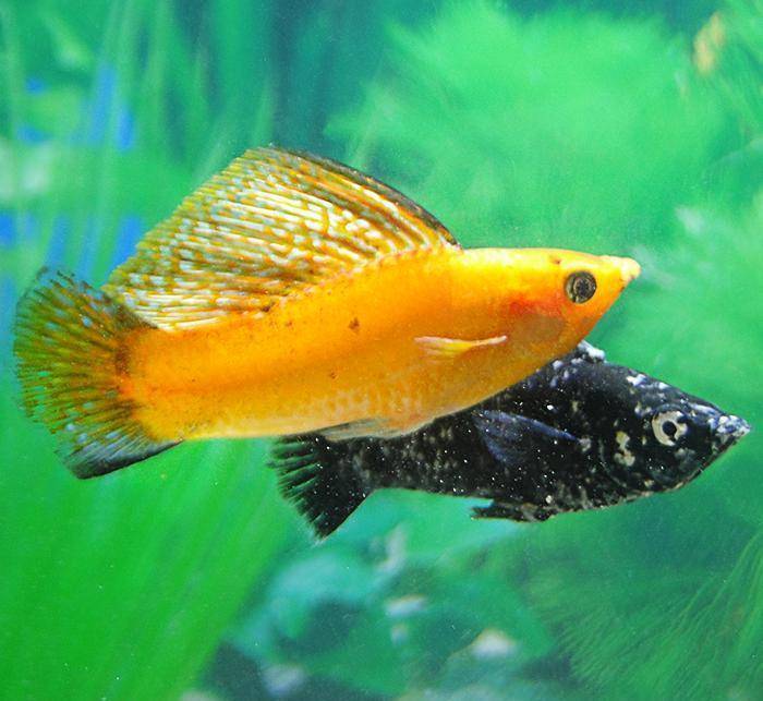 Моллинезия аквариумная рыбка ее содержание и кормление - ribulki.ru