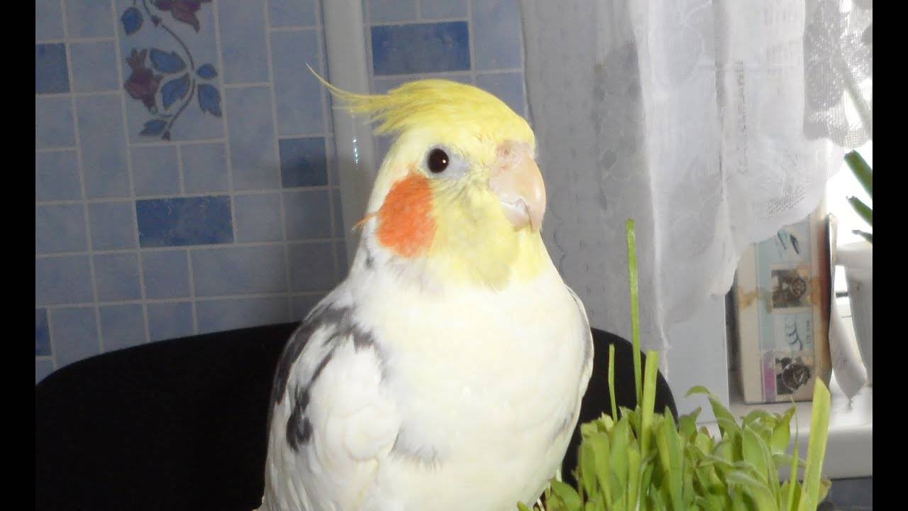 Школа попугая корелла – учимся говорить, петь и танцевать |