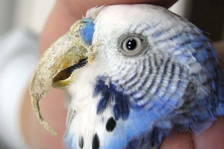 Слоится клюв у волнистого попугая — причины и что делать?