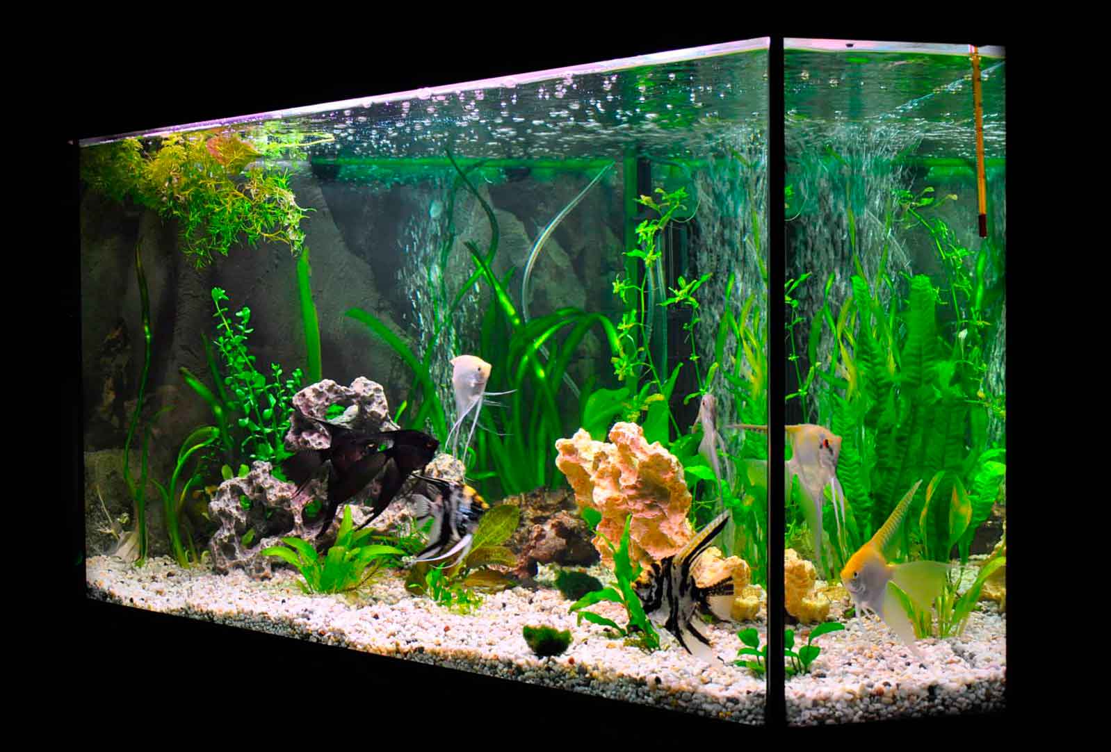 Аквариум на 10 литров: каких рыбок можно завести
аквариум на 10 литров: каких рыбок можно завести