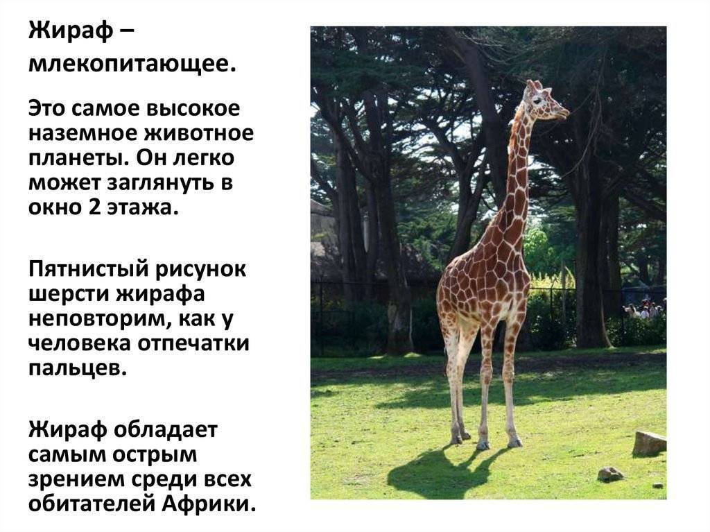 Жираф животное. описание, особенности, образ жизни и среда обитания жирафа