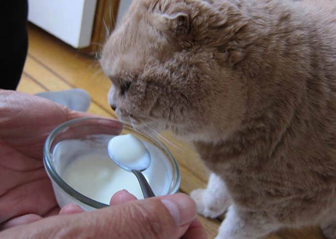 Молоко для котят: польза и вред, особенности рациона
