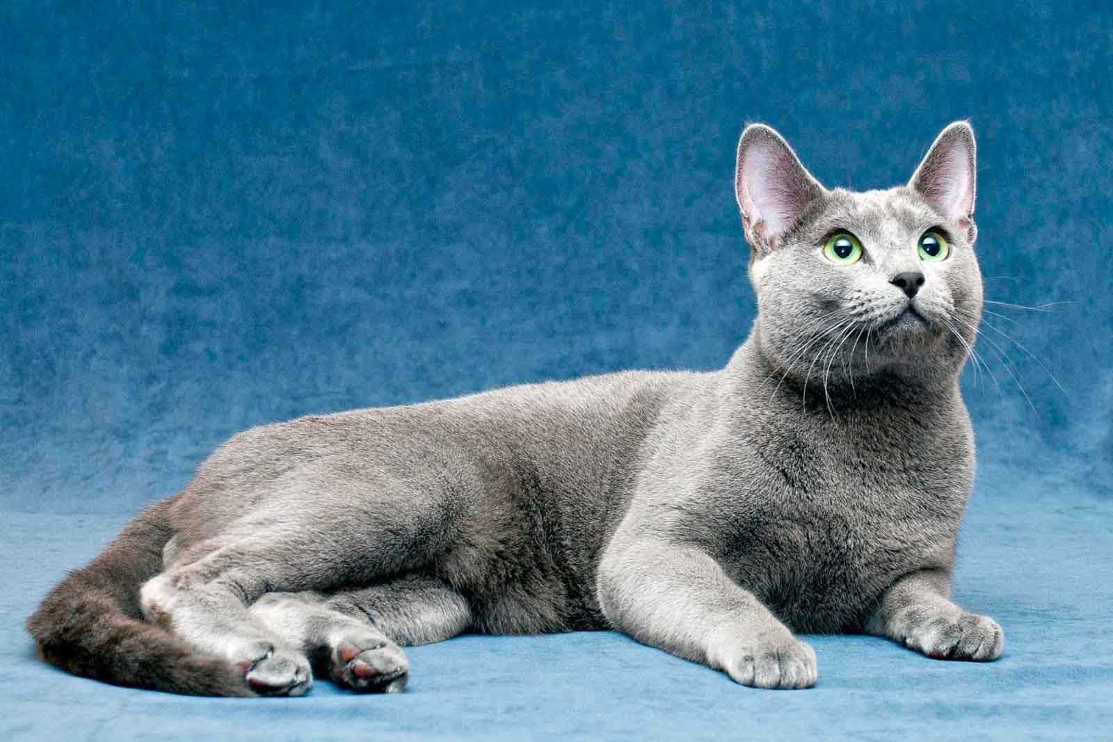 Русская голубая кошка: характер и поведение