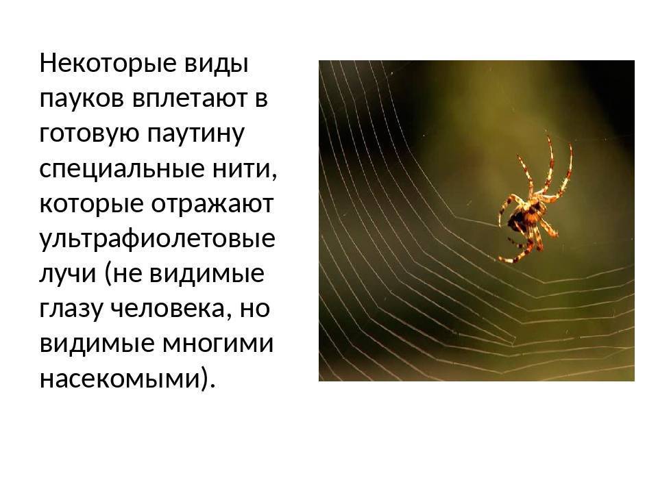 Структура, состав и виды паутины