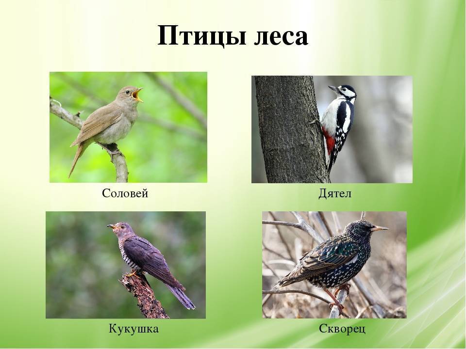 Какие птицы обитают в средней полосе россии?