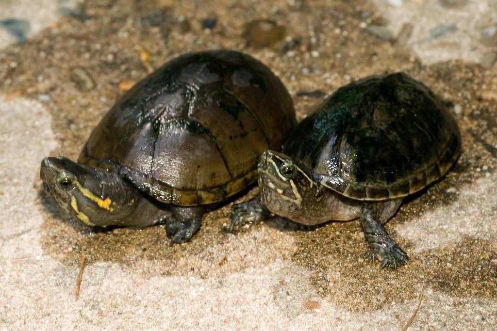 Средиземноморская черепаха: как выглядит, где обитаем, чем питается и интересные факты (фото)