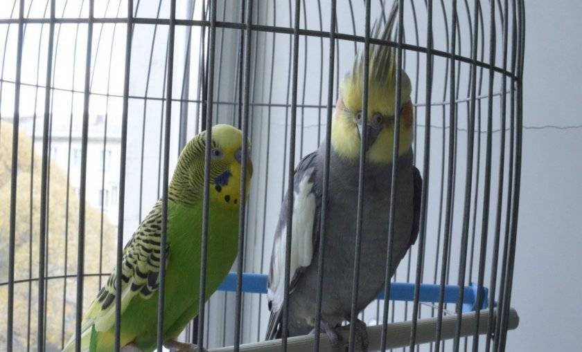 Корелла и волнистый попугай — могут ли жить вместе?