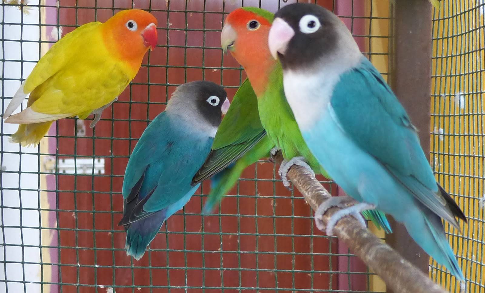 Неразлучники попугаи в домашних условиях как ухаживать